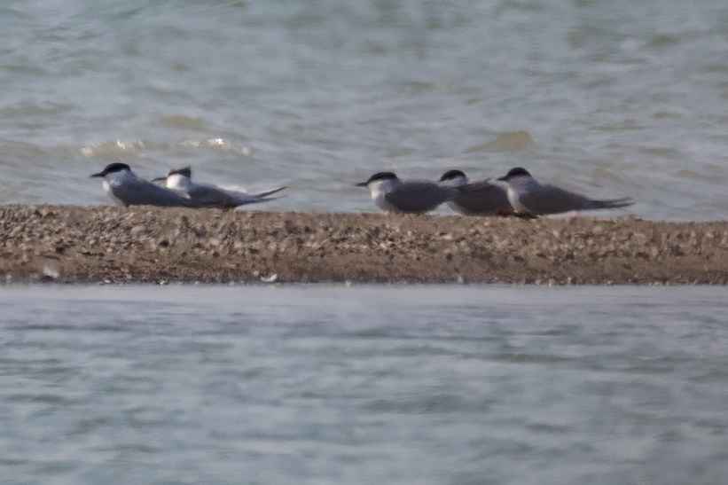 Gull-billed Tern